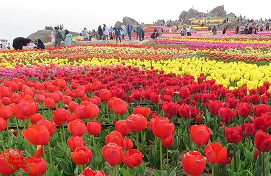 تصویر 2 از خرید و قیمت گل لاله گلدانی + فروش عمده